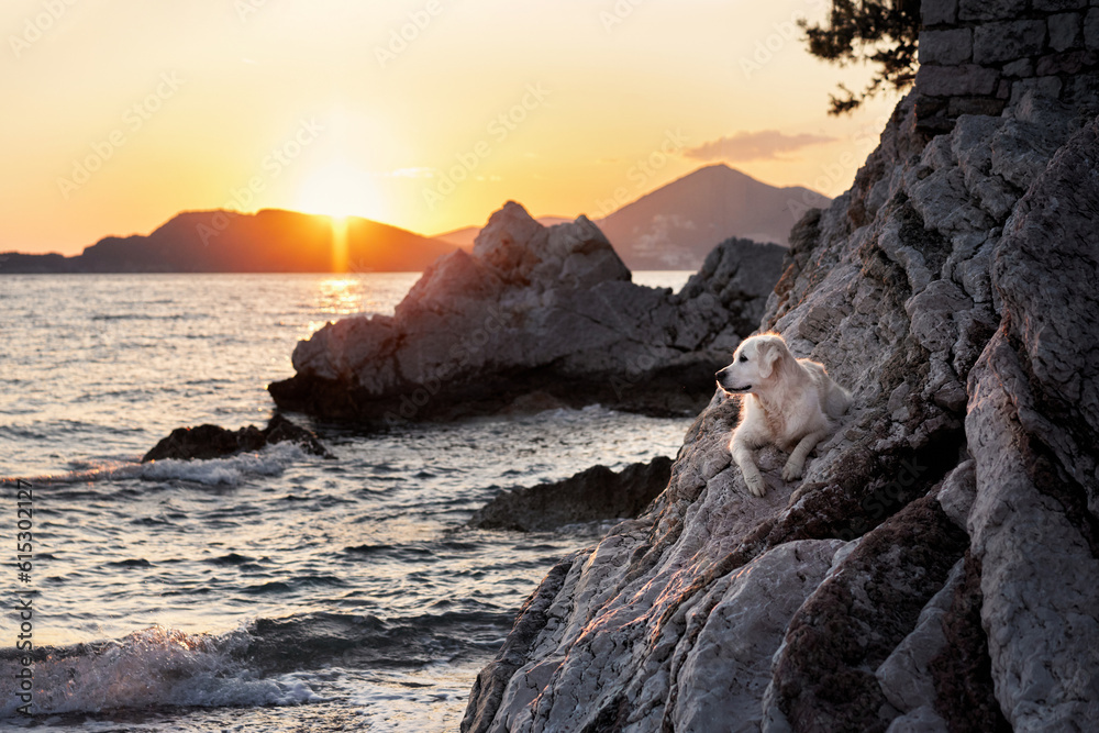 nice dog at sunset on rock at the sea. Golden Retriever in nature. pet on a walk