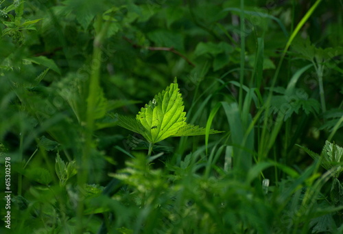 Sunlight on a nettle leaf on a June morning. Moscow region Russia