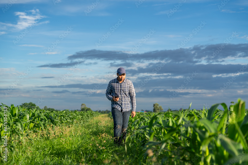Asian young farmer using mobile phone to check fresh green corn's sprouts in soil of maize in spring on the field. Asian young farmer using mobile phone to check fresh green corn's sprouts in soil of maize in spring on the field.