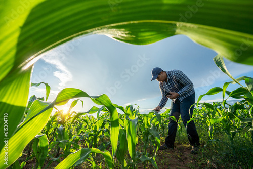 Agriculturist utilize the core data network in the Internet from the mobile to validate growing corn farming in field. test and select the new corn growth method.