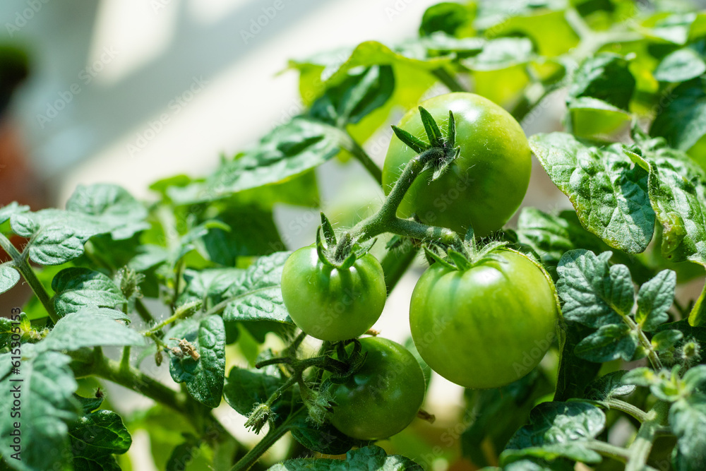The green fruit of cherry tomatoes. warm sunshine The green fruit of cherry tomatoes. warm sunshine