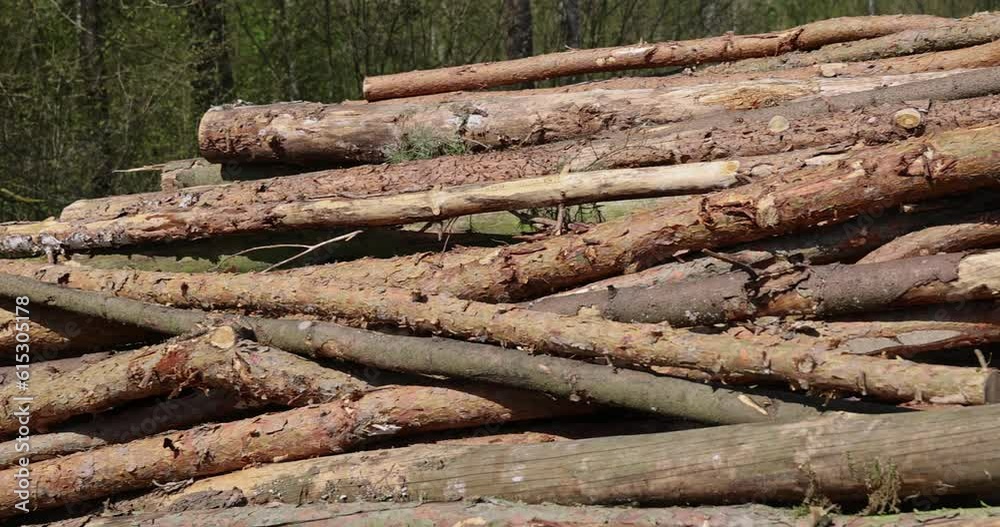 a pile of pine trunks for further processing at a sawmill, sawn pine logs lying on the forest territory a pile of pine trunks for further processing at a sawmill, sawn pine logs lying on the forest territory
