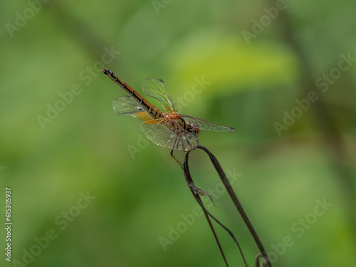 Close-up dragonfly in nature garden scene. Dragonfly eating a withered tree. Beautiful dragonfly pose, yellow-orange dragonfly against the green of the garden background. © c 1959