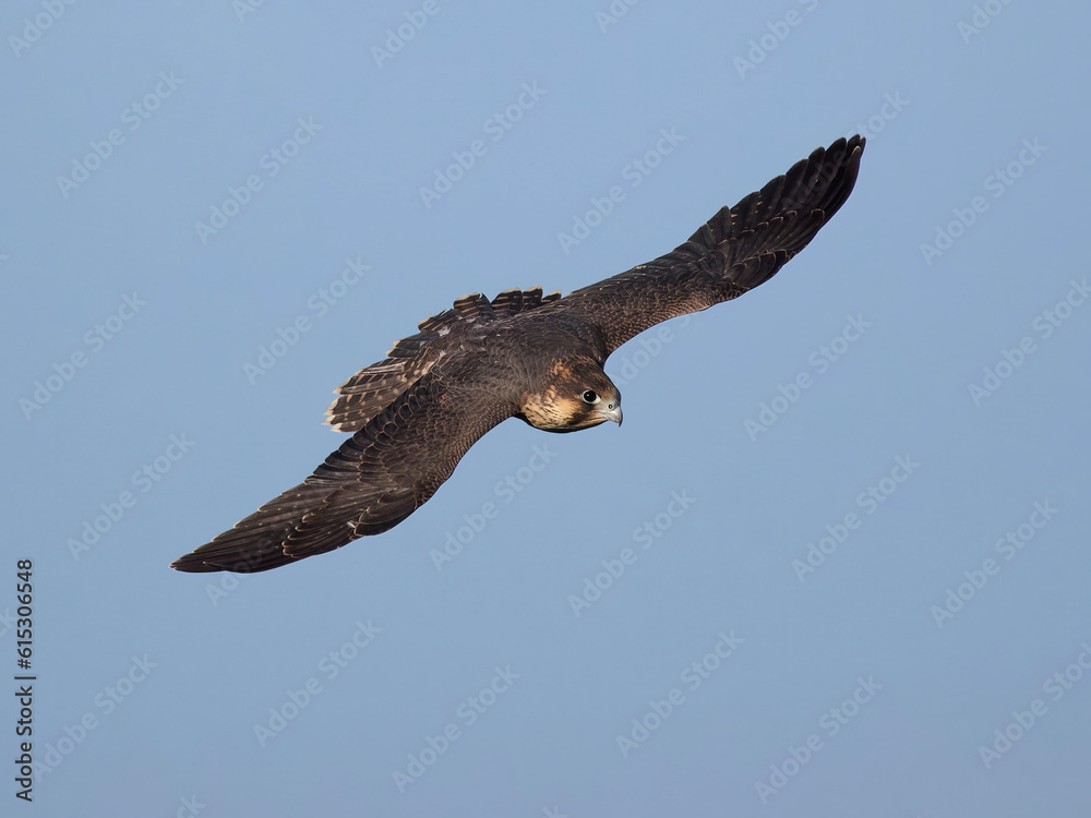 Fototapeta premium Peregrine falcon (Falco peregrinus)