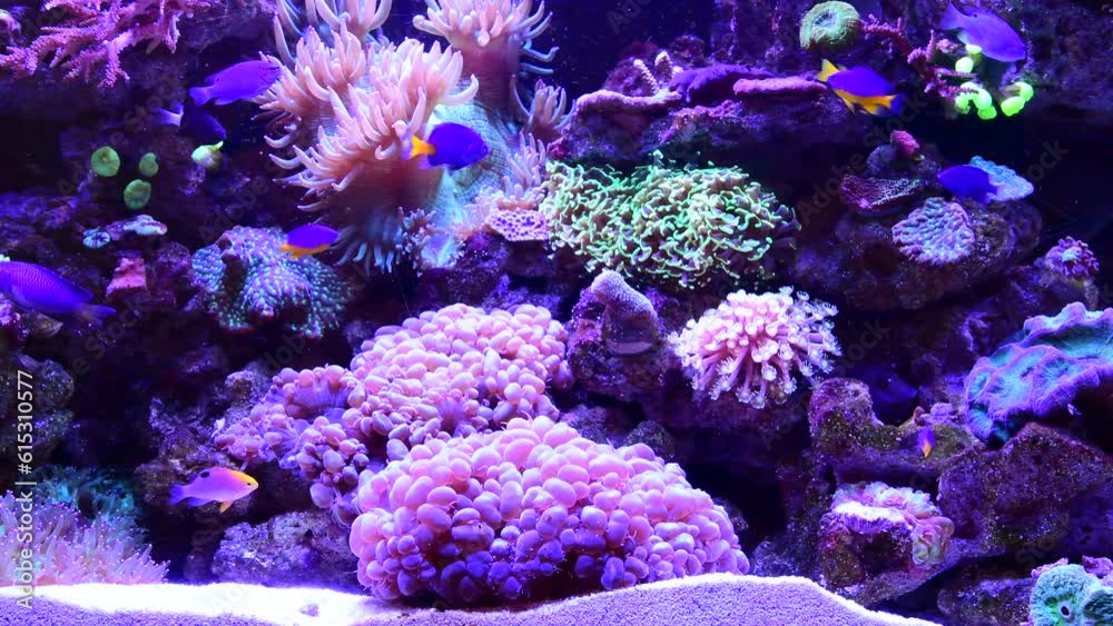 Sea anemone, aquarium and fish swimming by coral reef for natural landscape, environment and ecology. Nature background, underwater and scenic view of tropical, aquatic ocean and wildlife creatures