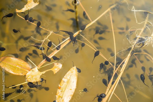 Konstfotografi Frog tadpoles in brown and green pond water swimming freely in summer day