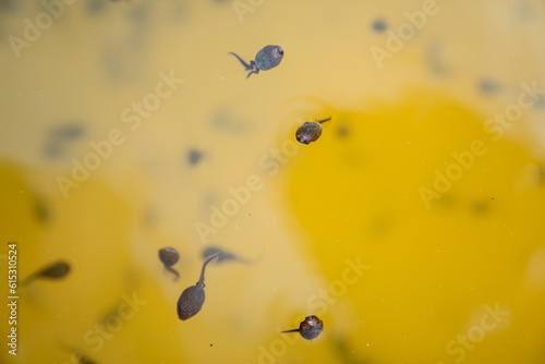 Frog tadpoles in brown and green pond water swimming freely in summer day
