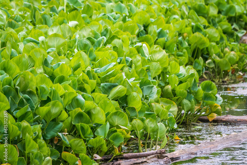 Calla palustris, top view. Leaves of Calla or bog arum, marsh calla. Beautiful group of marsh calla growing in swamp photo