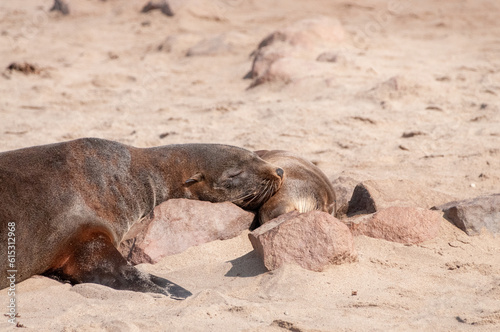 Detail of the seal colony at Cape Cross, off the skeleton coast of Namibia.