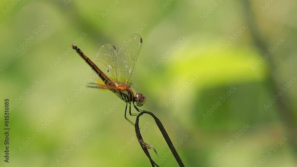 Close-up dragonfly in nature garden scene. Dragonfly eating a withered tree. Beautiful dragonfly pose, yellow-orange dragonfly against the green of the garden background. Close-up dragonfly in nature garden scene. Dragonfly eating a withered tree. Beautiful dragonfly pose, yellow-orange dragonfly against the green of the garden background.