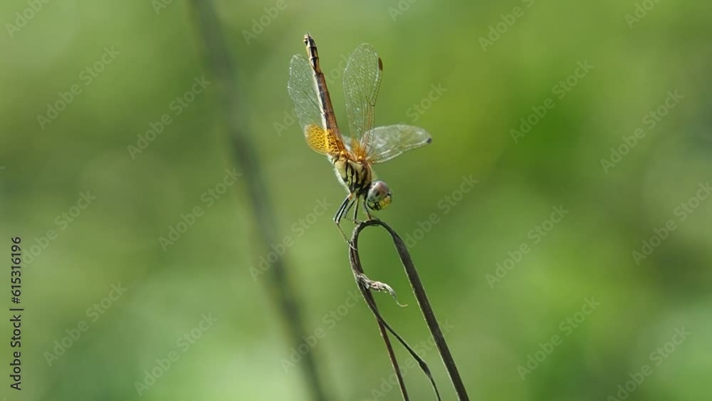 close-up, landing dragonfly in nature garden scene. beautiful dragonfly pose, yellow-orange dragonfly against the green of the garden background. close-up, landing dragonfly in nature garden scene. beautiful dragonfly pose, yellow-orange dragonfly against the green of the garden background.