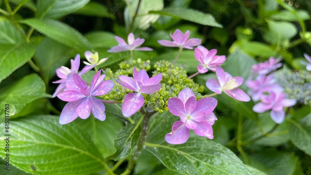 紫陽花