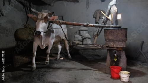 Extracting pure mustard oil directly from traditional cow-driven ghani. photo