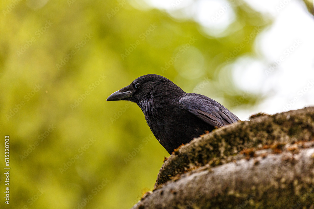 Crow on carved stone in the city Crow on carved stone in the city