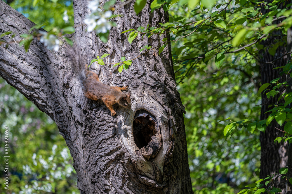 Obraz premium A squirrel is sitting on a tree trunk near a hollow.