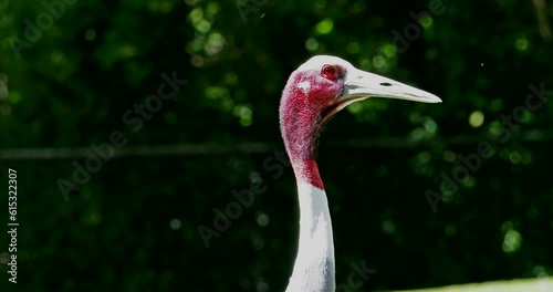 The Sarus crane, Grus antigone is a large non-migratory crane found in parts of the Indian Subcontinent, Southeast Asia and Australia.  photo