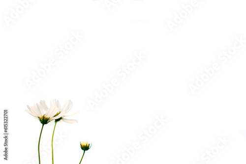 White flowers cosmos on white background