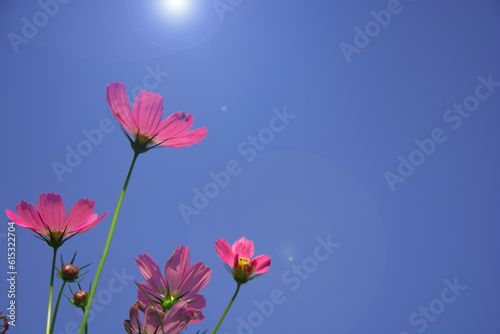 Purple cosmos flower in the garden with lens flare and blue sky background