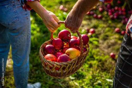 Woman and man harvesting apples. Hands, apple in basket. Woman and a man hold a basket apples in hand. Gardeners holds a basket of ripe apples. Hands holding fruits. Apple basket. Gardening