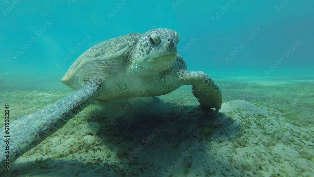 Obraz premium Close up of Sea turtle grazing on the seaseabed, slow motion. Great Green Sea Turtle (Chelonia mydas) eating green algae on seagrass meadow, Red sea, Egypt