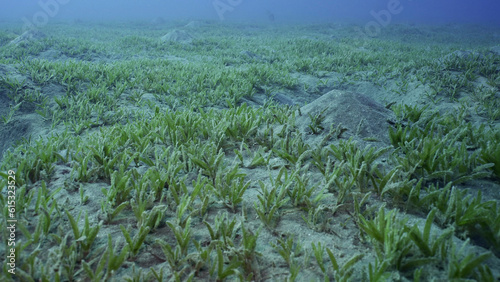 Smooth ribbon seagrass (Cymodocea rotundata), seabed covered with green seagrass. Underwater landscape, Red sea, Egypt