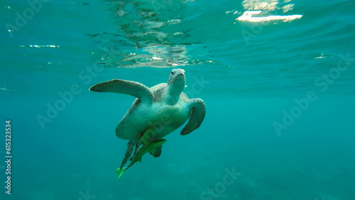 Great Green Sea Turtle (Chelonia mydas) swimming upin the blue ocean, Reda sea, Egypt
