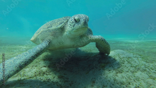 Close up of Sea turtle grazing on the seaseabed, slow motion. Great Green Sea Turtle (Chelonia mydas) eating green algae on seagrass meadow, Red sea, Egypt © Andriy Nekrasov