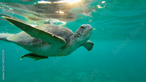 Bottom view of Great Green Sea Turtle (Chelonia mydas) is resting on surface of water, Red sea, Egypt