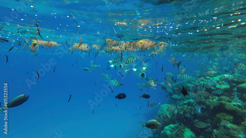 Shoal of mackerel fish and other tropical fish feed below surface of water among drifting algae  debris and plastic  Red sea  Egypt