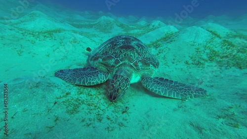 Sea turtle grazing on the seaseabed, slow motion. Great Green Sea Turtle (Chelonia mydas) eating green algae on seagrass meadow, Red sea, Egypt