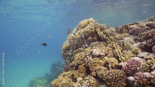 Colorful coral reef with tropical fish on a bright sunny day  Red sea  Egypt