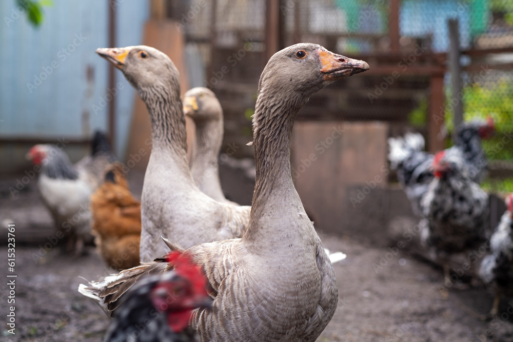 Geese walking on street paddock. Home farm animals. Geese walking on street paddock. Home farm animals.