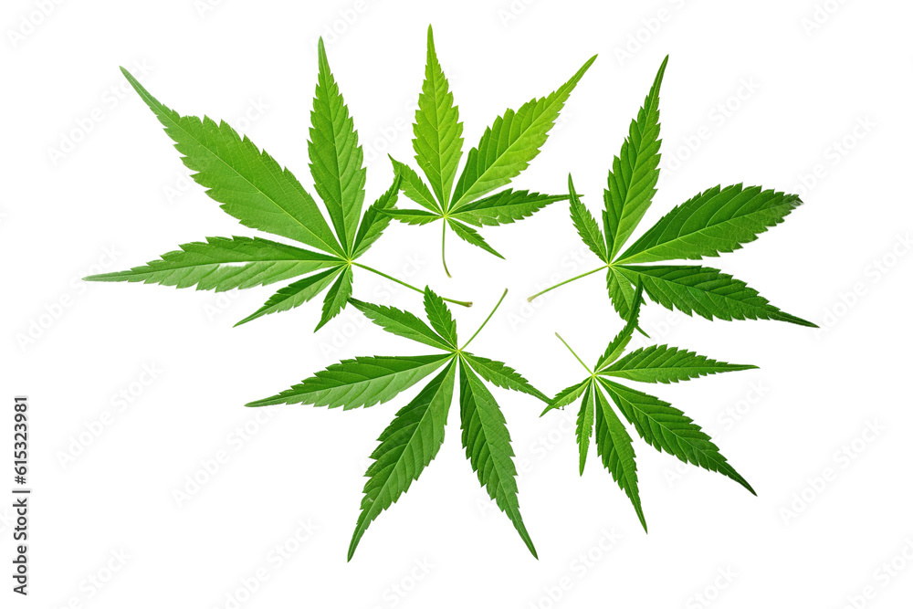 Male Hemp Or Cannabis Plant Leaves, Transparent Background (png 