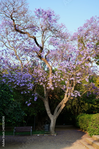 Un bellissimo albero di Jacaranda baciato dal sole al tramonto nel parco olimpico di Barcellona (Spagna) in un angolo riservato con panchina photo