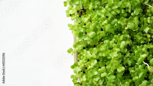Cabbage microgreens on white background. 
