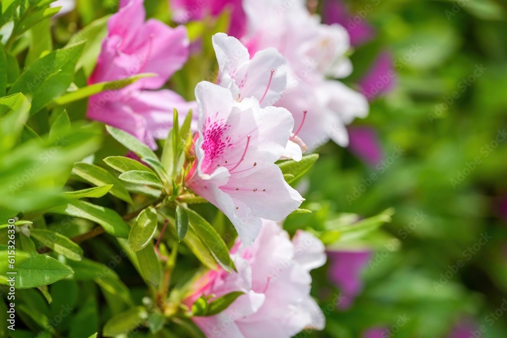 Fototapeta premium ひっそりと咲く満開のピンクのツツジ