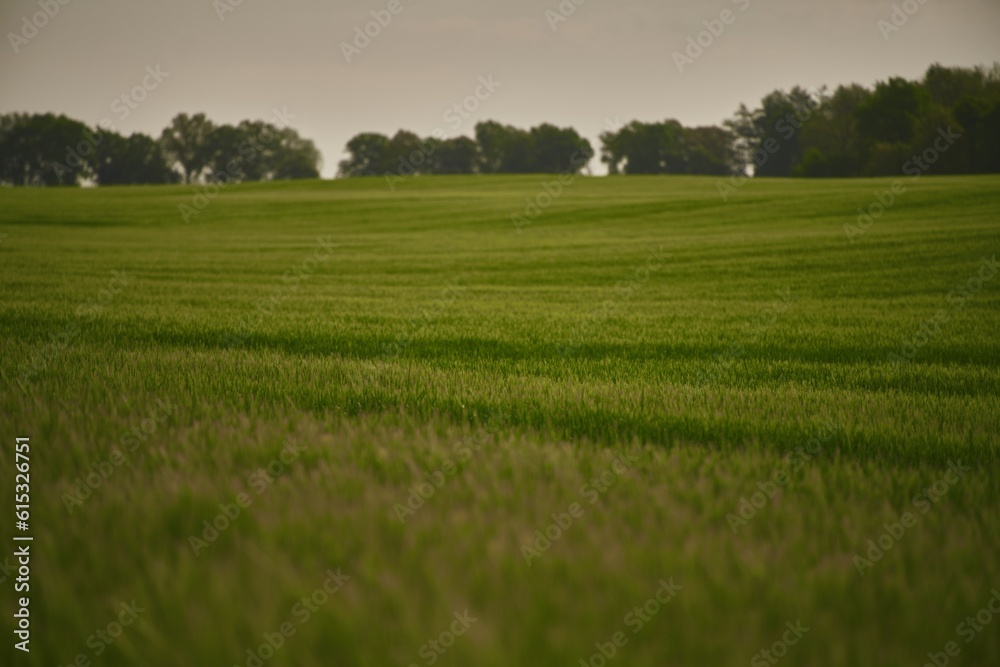 Obraz premium Agriculture young wheat field. wheat field at dawn. Scenic image of agrarian land in springtime. Discover the beauty of the earth.