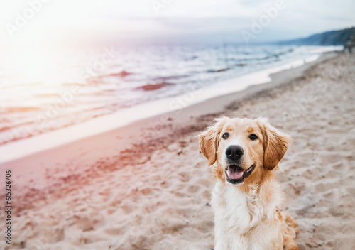 Fototapeta Naklejka Na Ścianę i Meble -  Golden Retriever Enjoying a Summer Adventure at the Baltic Beach. Golden retriever sitting on the sand beach of the Baltic Sea. Concept for the summer adventures of pure breed dog at the seaside
