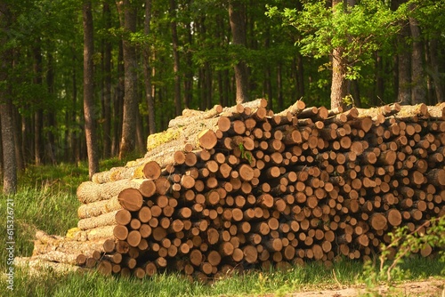 Photos Deforestation