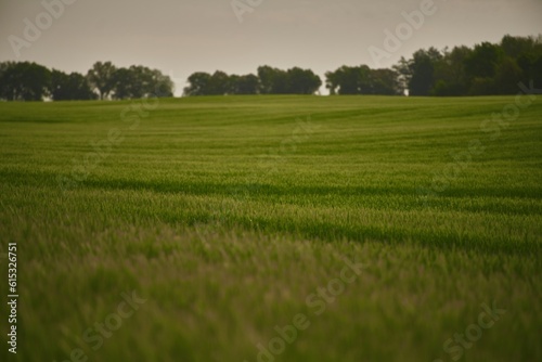 Agriculture young wheat field. wheat field at dawn. Scenic image of agrarian land in springtime. Discover the beauty of the earth.