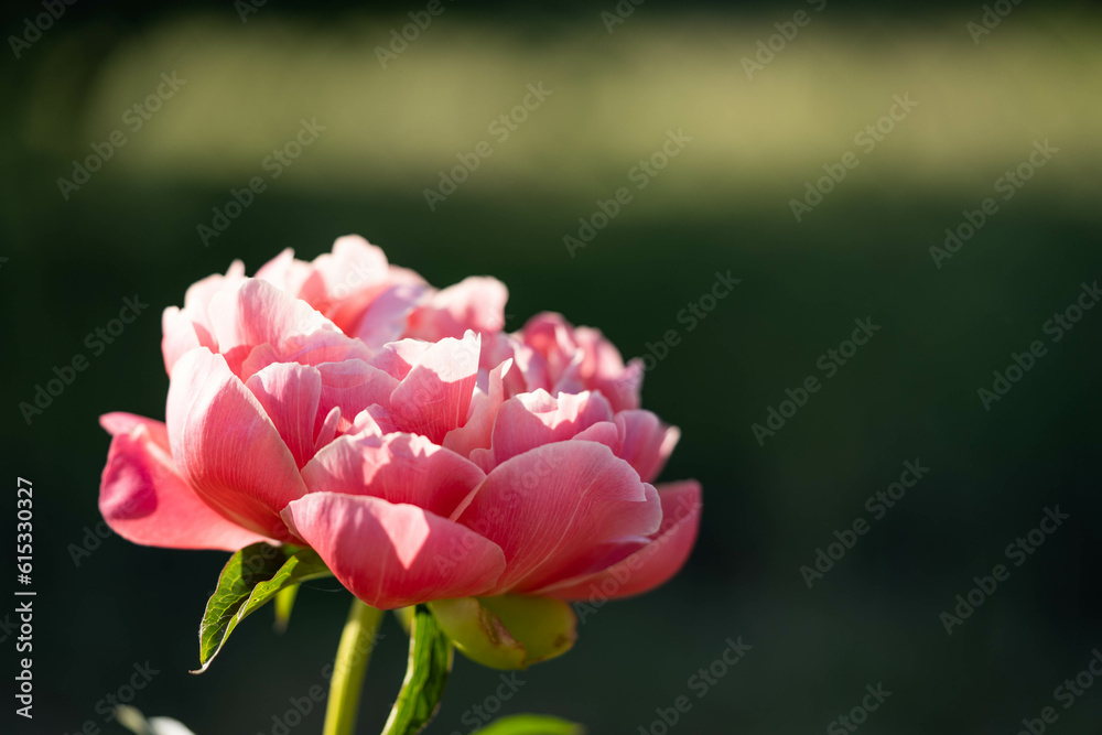 Fototapeta premium flowering of a delicate pink peony of amazing beauty