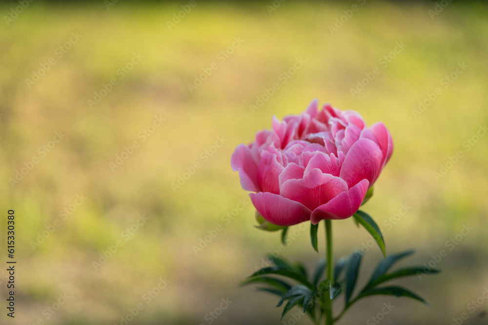 flowering of a delicate pink peony of amazing beauty flowering of a delicate pink peony of amazing beauty