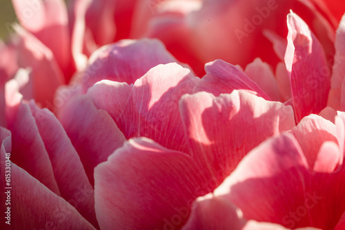 flowering of a delicately pink peony of amazing beauty from a close distance