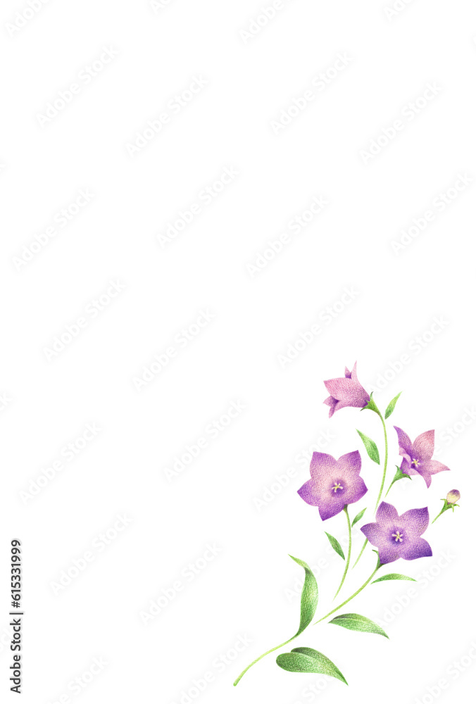 Fototapeta premium 紫色の桔梗の花のはがきテンプレート シンプル 手描き色鉛筆画