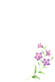 紫色の桔梗の花のはがきテンプレート　シンプル　手描き色鉛筆画