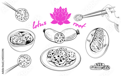 A collection of sketches of a variety food with the lotus root.Vector drawings of Asian food in vintage style.Fresh lotus root, soup, salad, hand with chopsticks.