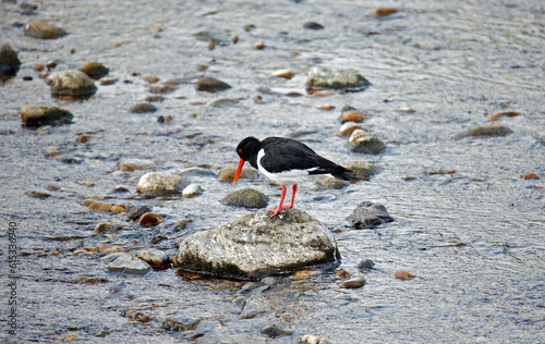 Oystercatchers on the Yorkshire moors