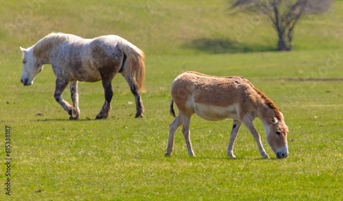 Horses on the meadow in the spring