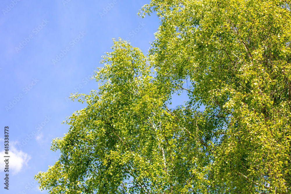 Birch trees with green leaves against the blue sky with white clouds Birch trees with green leaves against the blue sky with white clouds