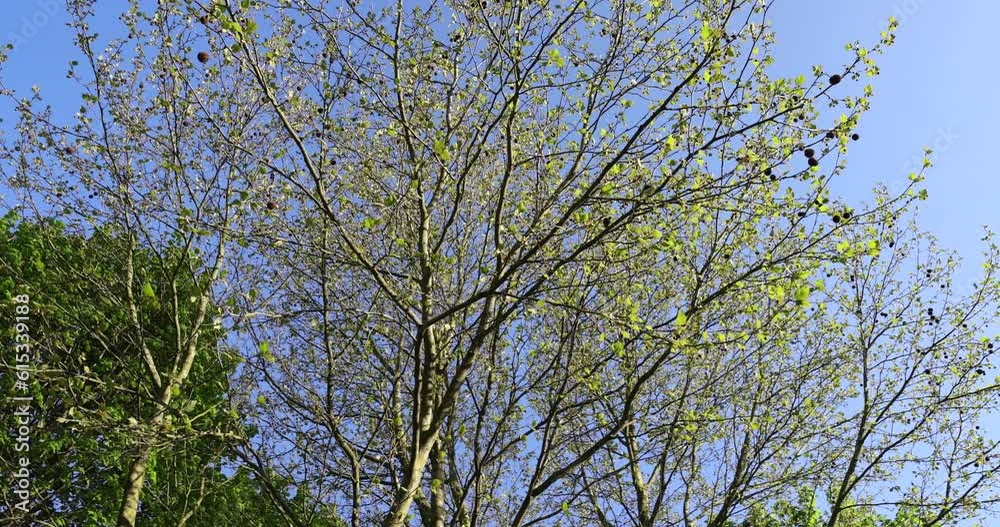 the green foliage of the sycamore tree in the spring season, the first spring foliage of a young sycamore in the park the green foliage of the sycamore tree in the spring season, the first spring foliage of a young sycamore in the park